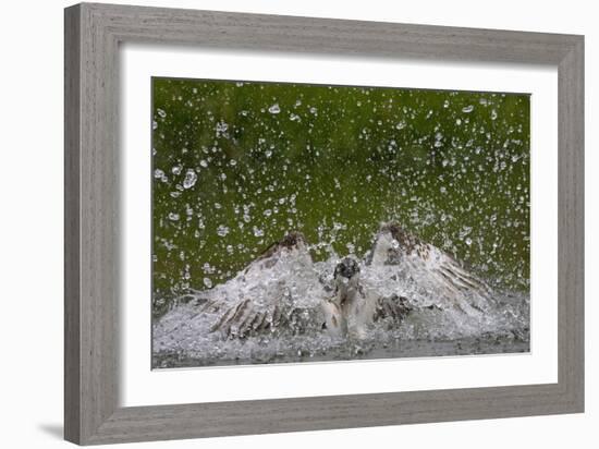 Osprey (Pandion Haliaetus) Fishing, Kangasala, Finland, August 2009-Cairns-Framed Photographic Print