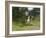 Osprey (Pandion Haliaetus) Flying With Fish Prey, Pirkanmaa, Finland, August-Jussi Murtosaari-Framed Photographic Print