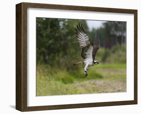 Osprey (Pandion Haliaetus) Flying With Fish Prey, Pirkanmaa, Finland, August-Jussi Murtosaari-Framed Photographic Print