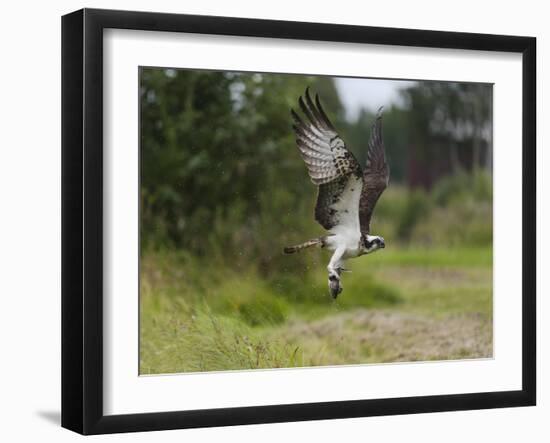 Osprey (Pandion Haliaetus) Flying With Fish Prey, Pirkanmaa, Finland, August-Jussi Murtosaari-Framed Photographic Print