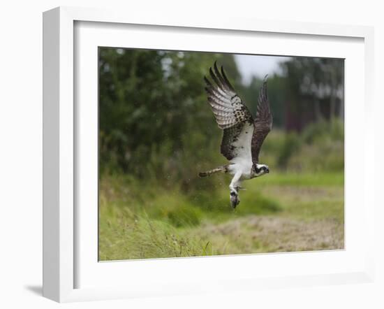 Osprey (Pandion Haliaetus) Flying With Fish Prey, Pirkanmaa, Finland, August-Jussi Murtosaari-Framed Photographic Print
