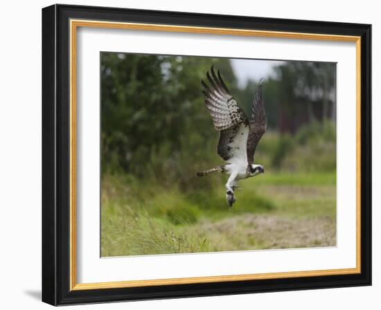 Osprey (Pandion Haliaetus) Flying With Fish Prey, Pirkanmaa, Finland, August-Jussi Murtosaari-Framed Photographic Print