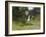 Osprey (Pandion Haliaetus) Flying With Fish Prey, Pirkanmaa, Finland, August-Jussi Murtosaari-Framed Photographic Print