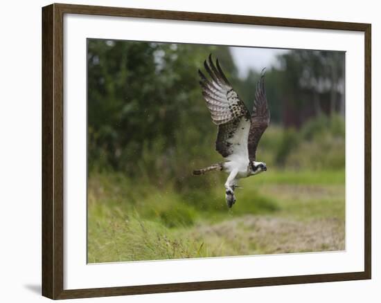 Osprey (Pandion Haliaetus) Flying With Fish Prey, Pirkanmaa, Finland, August-Jussi Murtosaari-Framed Photographic Print