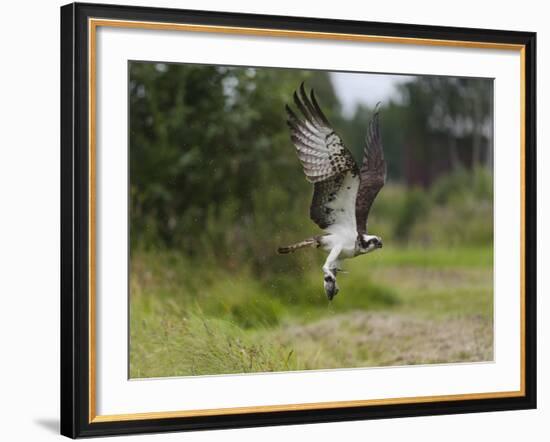 Osprey (Pandion Haliaetus) Flying With Fish Prey, Pirkanmaa, Finland, August-Jussi Murtosaari-Framed Photographic Print