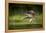 Osprey (Pandion haliaetus) in flight catching a fish, Finland, July-Danny Green-Framed Premier Image Canvas