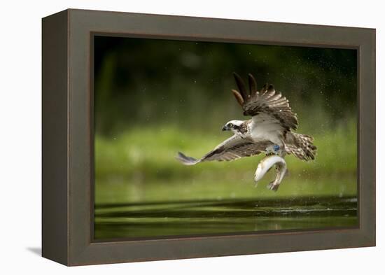 Osprey (Pandion haliaetus) in flight catching a fish, Finland, July-Danny Green-Framed Premier Image Canvas