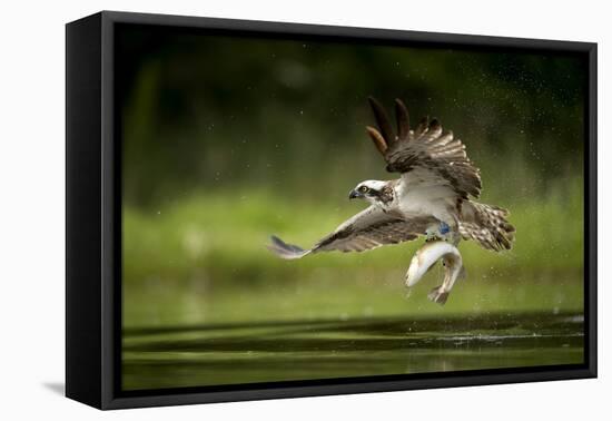 Osprey (Pandion haliaetus) in flight catching a fish, Finland, July-Danny Green-Framed Premier Image Canvas
