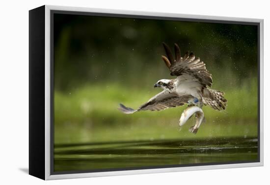 Osprey (Pandion haliaetus) in flight catching a fish, Finland, July-Danny Green-Framed Premier Image Canvas