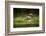 Osprey (Pandion haliaetus) in flight catching a fish, Finland, July-Danny Green-Framed Photographic Print