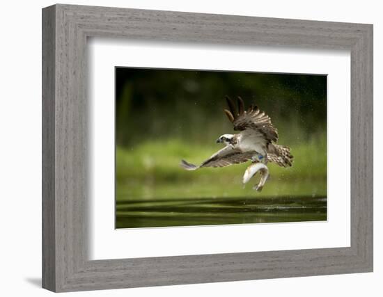 Osprey (Pandion haliaetus) in flight catching a fish, Finland, July-Danny Green-Framed Photographic Print