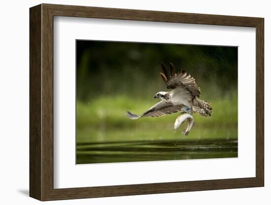 Osprey (Pandion haliaetus) in flight catching a fish, Finland, July-Danny Green-Framed Photographic Print