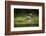 Osprey (Pandion haliaetus) in flight catching a fish, Finland, July-Danny Green-Framed Photographic Print