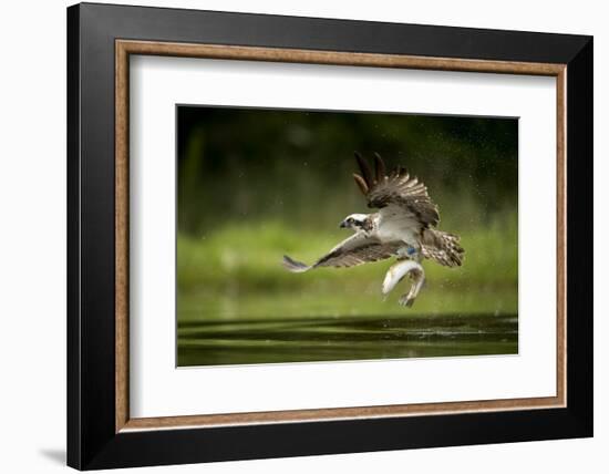 Osprey (Pandion haliaetus) in flight catching a fish, Finland, July-Danny Green-Framed Photographic Print