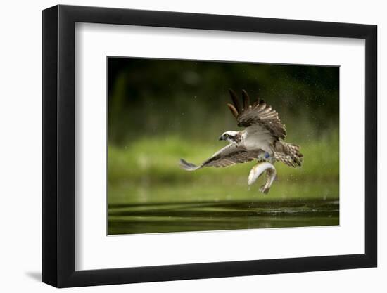 Osprey (Pandion haliaetus) in flight catching a fish, Finland, July-Danny Green-Framed Photographic Print