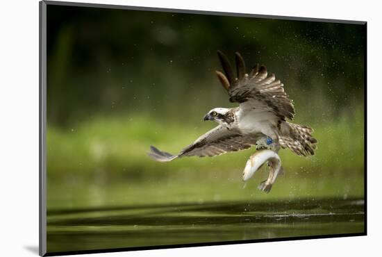 Osprey (Pandion haliaetus) in flight catching a fish, Finland, July-Danny Green-Mounted Photographic Print