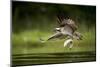 Osprey (Pandion haliaetus) in flight catching a fish, Finland, July-Danny Green-Mounted Photographic Print