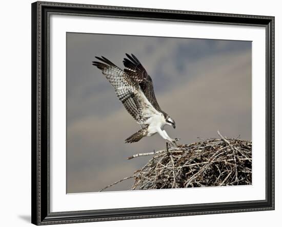 Osprey (Pandion Haliaetus) Landing on its Nest, Lemhi County, Idaho, United States of America, Nort-James Hager-Framed Photographic Print