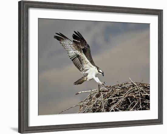 Osprey (Pandion Haliaetus) Landing on its Nest, Lemhi County, Idaho, United States of America, Nort-James Hager-Framed Photographic Print