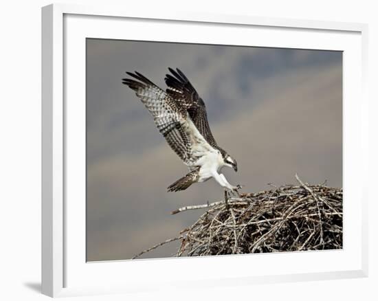 Osprey (Pandion Haliaetus) Landing on its Nest, Lemhi County, Idaho, United States of America, Nort-James Hager-Framed Photographic Print