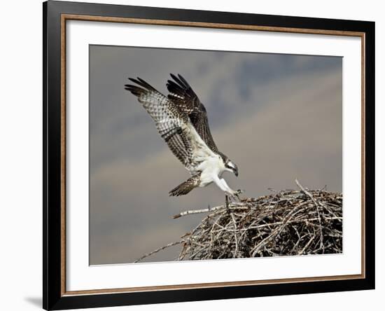 Osprey (Pandion Haliaetus) Landing on its Nest, Lemhi County, Idaho, United States of America, Nort-James Hager-Framed Photographic Print