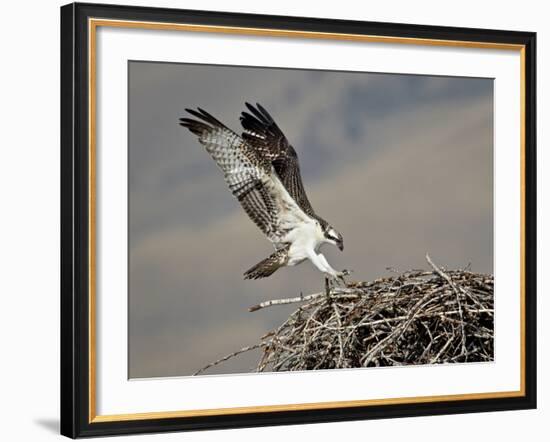 Osprey (Pandion Haliaetus) Landing on its Nest, Lemhi County, Idaho, United States of America, Nort-James Hager-Framed Photographic Print