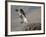 Osprey (Pandion Haliaetus) Landing on its Nest, Lemhi County, Idaho, United States of America, Nort-James Hager-Framed Photographic Print