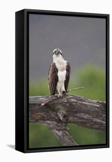 Osprey (Pandion Haliaetus) on Branch, Holding Stick, Cairngorms Np, Scotland, UK, July-Peter Cairns-Framed Premier Image Canvas