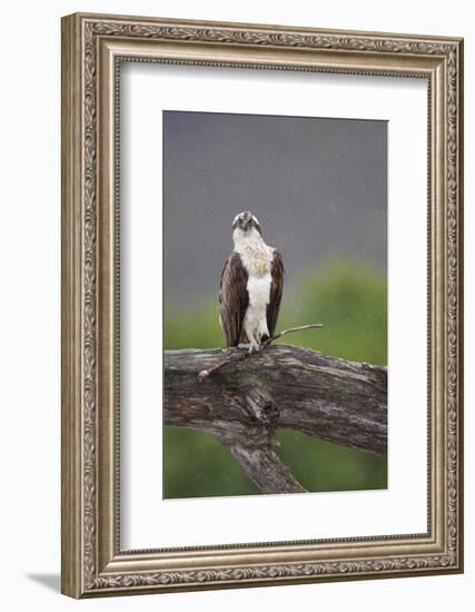 Osprey (Pandion Haliaetus) on Branch, Holding Stick, Cairngorms Np, Scotland, UK, July-Peter Cairns-Framed Photographic Print