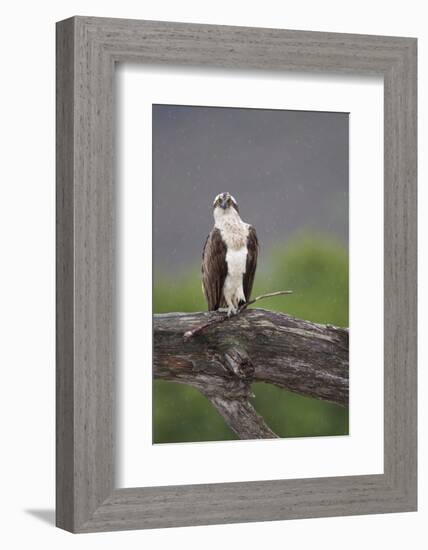 Osprey (Pandion Haliaetus) on Branch, Holding Stick, Cairngorms Np, Scotland, UK, July-Peter Cairns-Framed Photographic Print