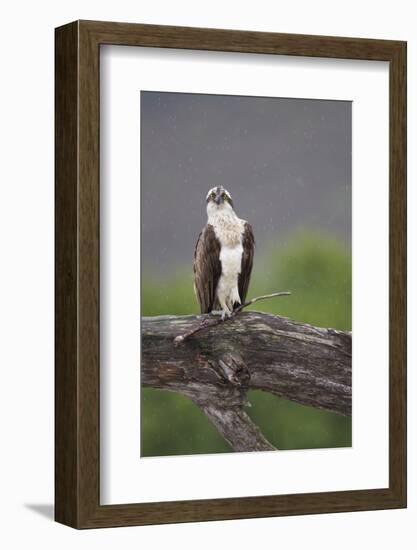 Osprey (Pandion Haliaetus) on Branch, Holding Stick, Cairngorms Np, Scotland, UK, July-Peter Cairns-Framed Photographic Print