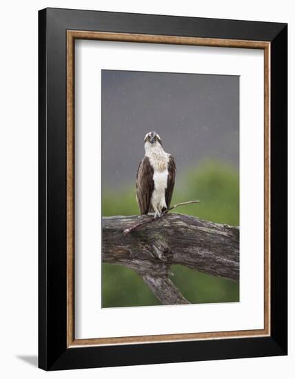 Osprey (Pandion Haliaetus) on Branch, Holding Stick, Cairngorms Np, Scotland, UK, July-Peter Cairns-Framed Photographic Print