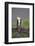 Osprey (Pandion Haliaetus) on Branch, Holding Stick, Cairngorms Np, Scotland, UK, July-Peter Cairns-Framed Photographic Print