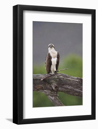 Osprey (Pandion Haliaetus) on Branch, Holding Stick, Cairngorms Np, Scotland, UK, July-Peter Cairns-Framed Photographic Print