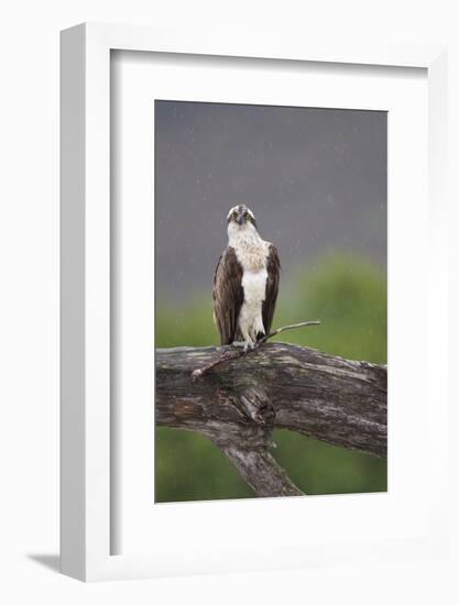 Osprey (Pandion Haliaetus) on Branch, Holding Stick, Cairngorms Np, Scotland, UK, July-Peter Cairns-Framed Photographic Print