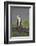 Osprey (Pandion Haliaetus) on Branch, Holding Stick, Cairngorms Np, Scotland, UK, July-Peter Cairns-Framed Photographic Print