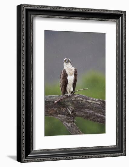 Osprey (Pandion Haliaetus) on Branch, Holding Stick, Cairngorms Np, Scotland, UK, July-Peter Cairns-Framed Photographic Print