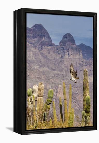 Osprey (Pandion Haliaetus) Taking Flight with Fish Near Honeymoon Bay-Michael Nolan-Framed Premier Image Canvas