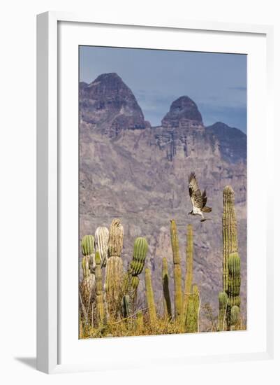 Osprey (Pandion Haliaetus) Taking Flight with Fish Near Honeymoon Bay-Michael Nolan-Framed Photographic Print