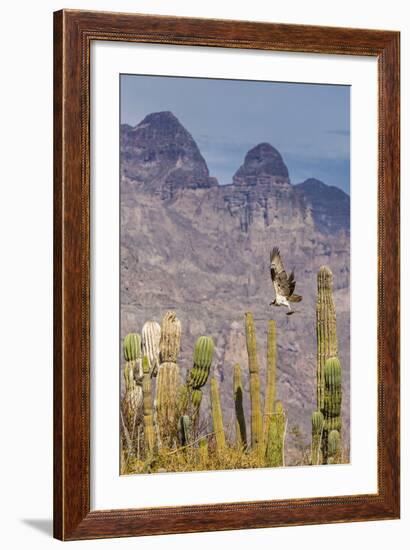 Osprey (Pandion Haliaetus) Taking Flight with Fish Near Honeymoon Bay-Michael Nolan-Framed Photographic Print