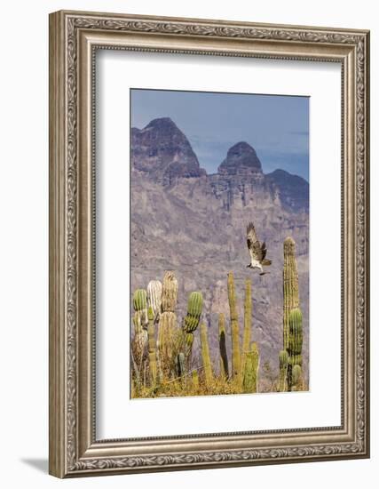 Osprey (Pandion Haliaetus) Taking Flight with Fish Near Honeymoon Bay-Michael Nolan-Framed Photographic Print