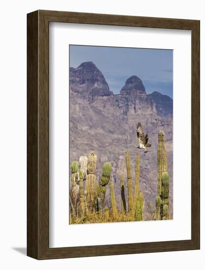 Osprey (Pandion Haliaetus) Taking Flight with Fish Near Honeymoon Bay-Michael Nolan-Framed Photographic Print