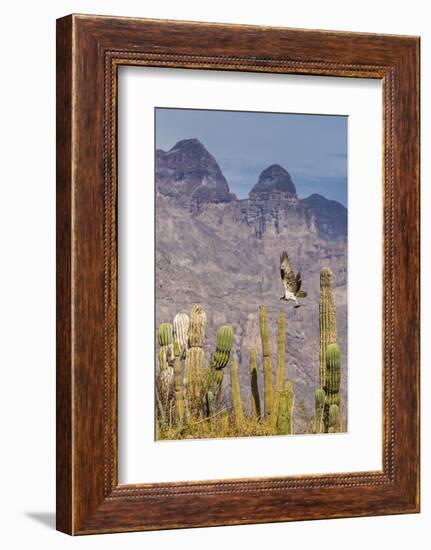 Osprey (Pandion Haliaetus) Taking Flight with Fish Near Honeymoon Bay-Michael Nolan-Framed Photographic Print