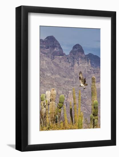 Osprey (Pandion Haliaetus) Taking Flight with Fish Near Honeymoon Bay-Michael Nolan-Framed Photographic Print