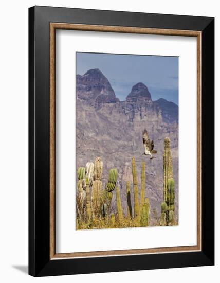 Osprey (Pandion Haliaetus) Taking Flight with Fish Near Honeymoon Bay-Michael Nolan-Framed Photographic Print