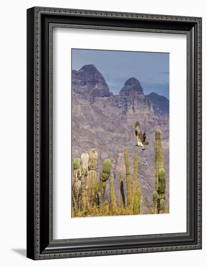 Osprey (Pandion Haliaetus) Taking Flight with Fish Near Honeymoon Bay-Michael Nolan-Framed Photographic Print