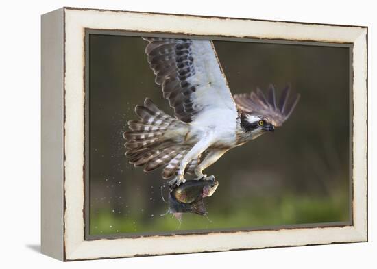 Osprey (Pandion Haliaetus) with Fish Prey, Cairngorms National Park, Scotland, UK, May-Peter Cairns-Framed Premier Image Canvas