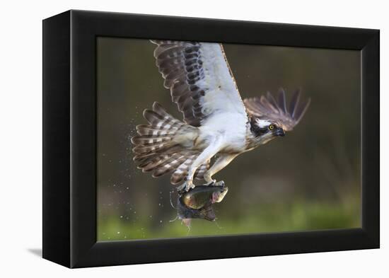 Osprey (Pandion Haliaetus) with Fish Prey, Cairngorms National Park, Scotland, UK, May-Peter Cairns-Framed Premier Image Canvas