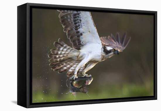 Osprey (Pandion Haliaetus) with Fish Prey, Cairngorms National Park, Scotland, UK, May-Peter Cairns-Framed Premier Image Canvas