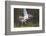 Osprey (Pandion Haliaetus) with Fish Prey, Cairngorms National Park, Scotland, UK, May-Peter Cairns-Framed Photographic Print